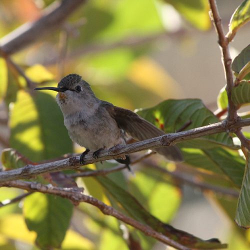 A hummingbird sitting on top of a tree branch.