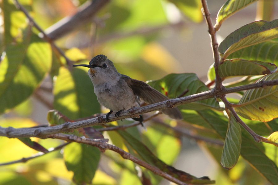 A hummingbird sitting on top of a tree branch.