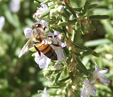 Honey Bee, Apis Mellifica