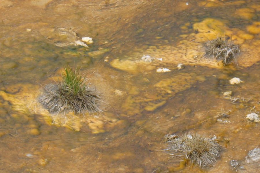 A close up of some plants in the water