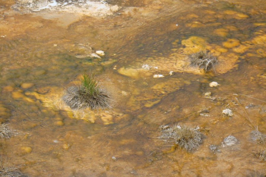 A brown and yellow water background with plants