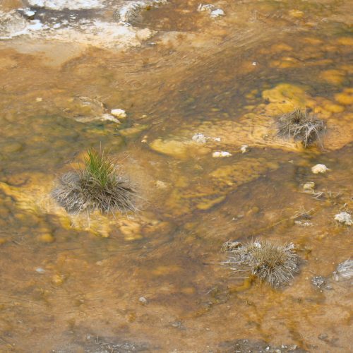 A close up of some rocks and grass in the water