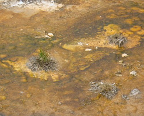A group of plants in the water.