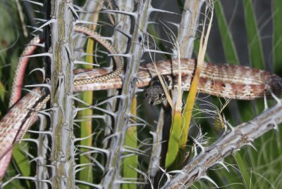 A lizard is hiding in the tall grass.