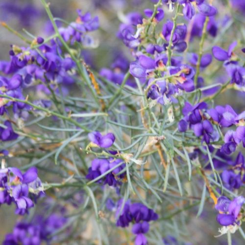 A close up of purple flowers with green stems