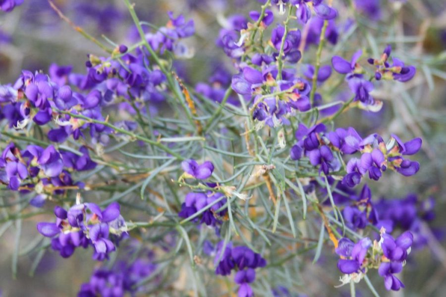 A close up of purple flowers with green stems