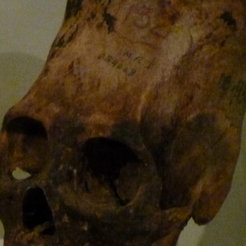 A skull of an animal with a long nose.