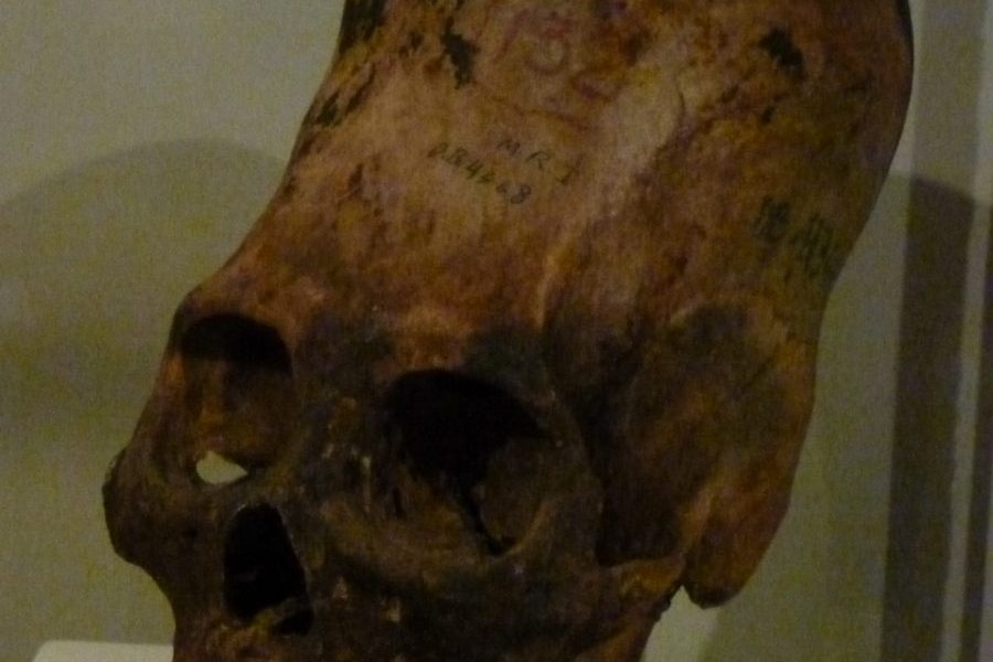A skull of an animal with a long nose.