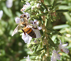 A bee is sitting on the flower of an herb plant.
