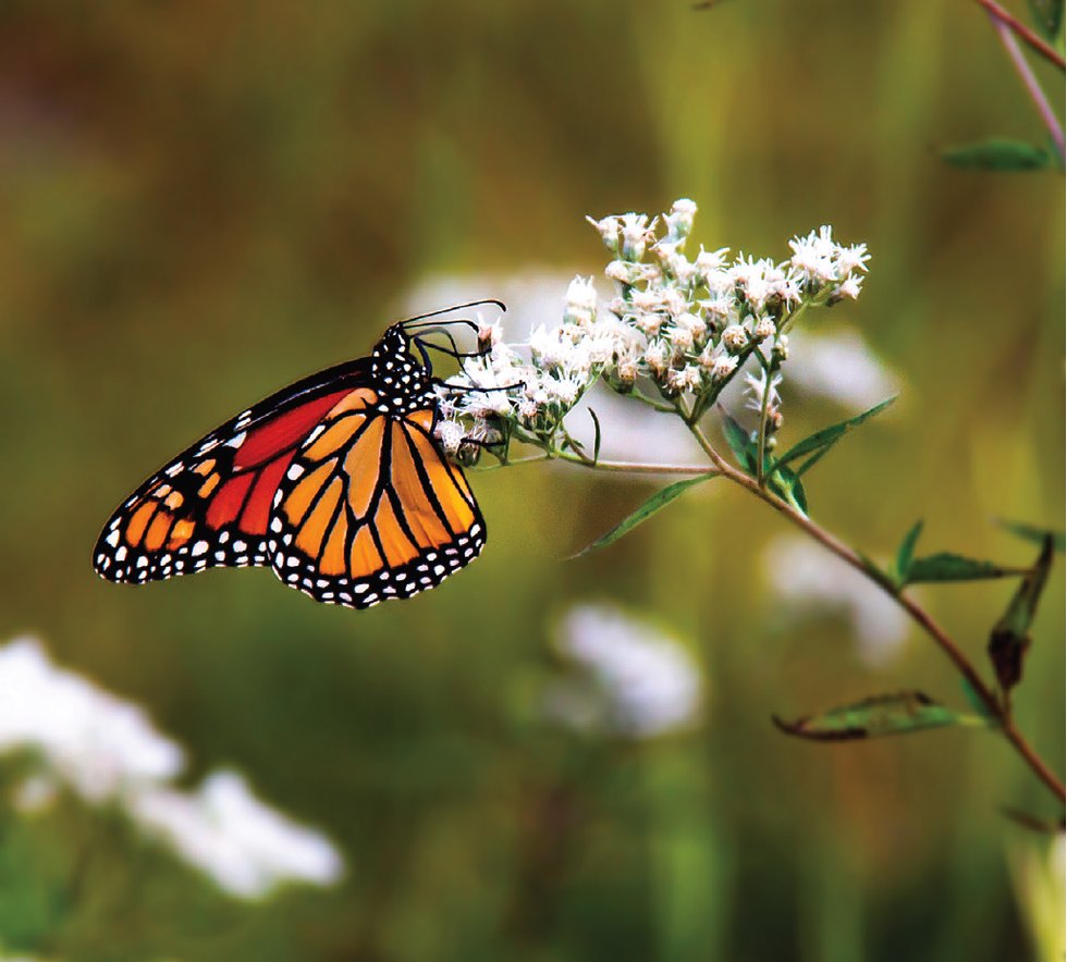 monarch-butterfly-garden-plants