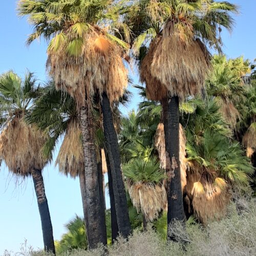 A group of palm trees that are in the grass.