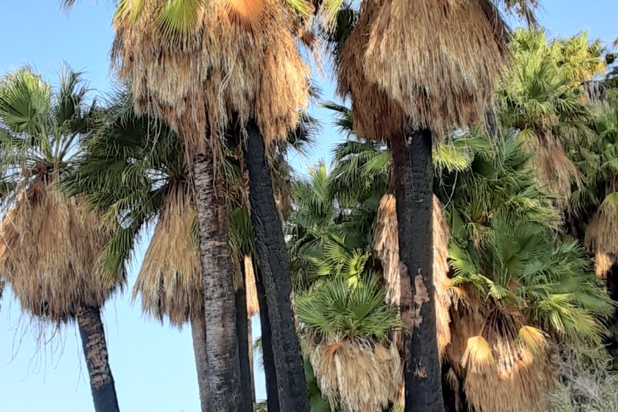 A group of palm trees that are in the grass.