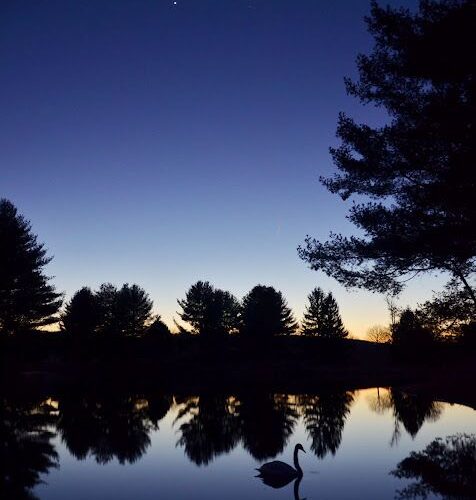 Swan on lake at twilight with trees.