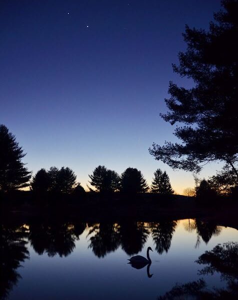 Swan on lake at twilight with trees.