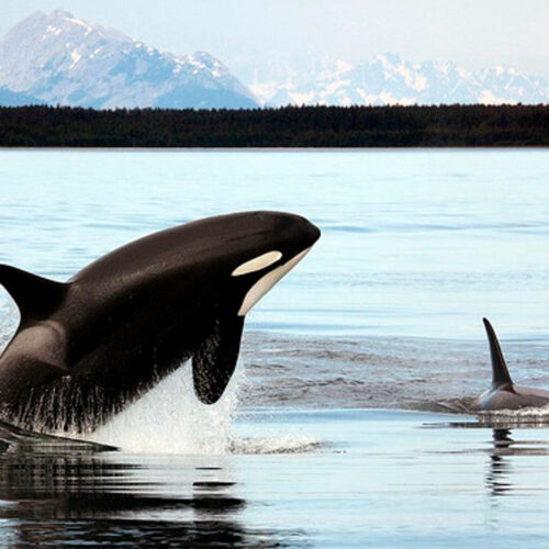 A whale is jumping out of the water