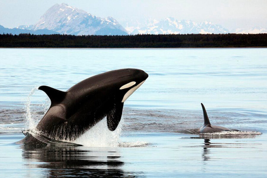 A whale is jumping out of the water