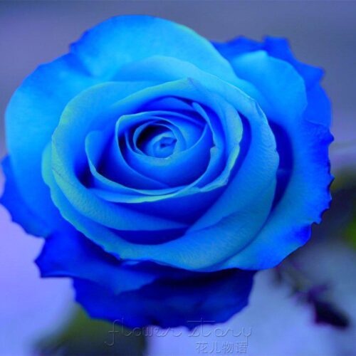 A blue rose is shown in this picture.