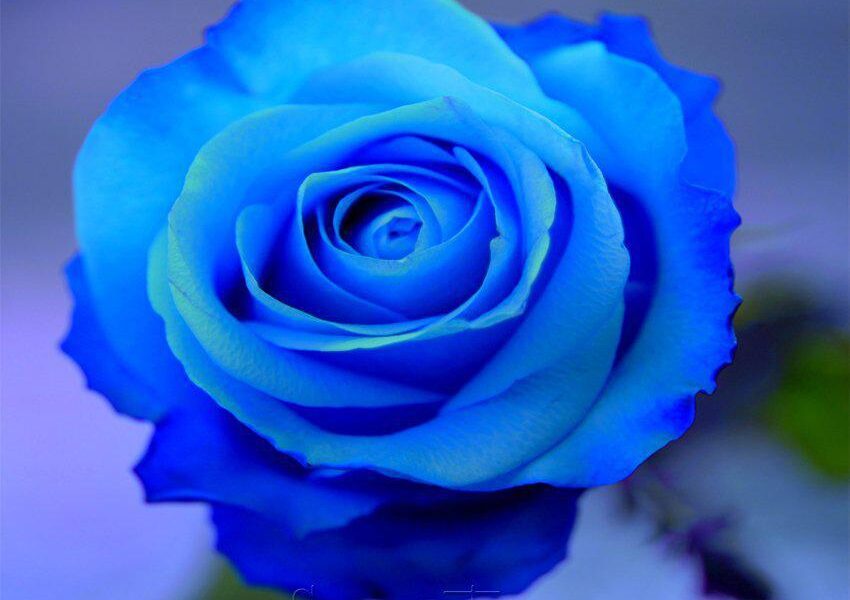 A blue rose is shown in this picture.