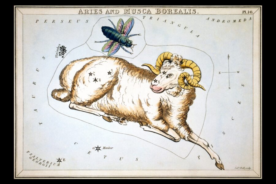 A drawing of an animal with horns and a bee on it.