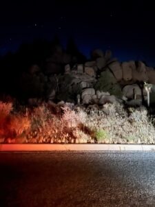 Night road with rocks and bushes.